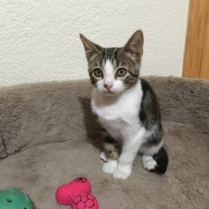 2chicco-gato-adopcion-madrid